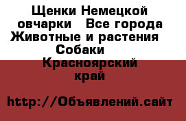 Щенки Немецкой овчарки - Все города Животные и растения » Собаки   . Красноярский край